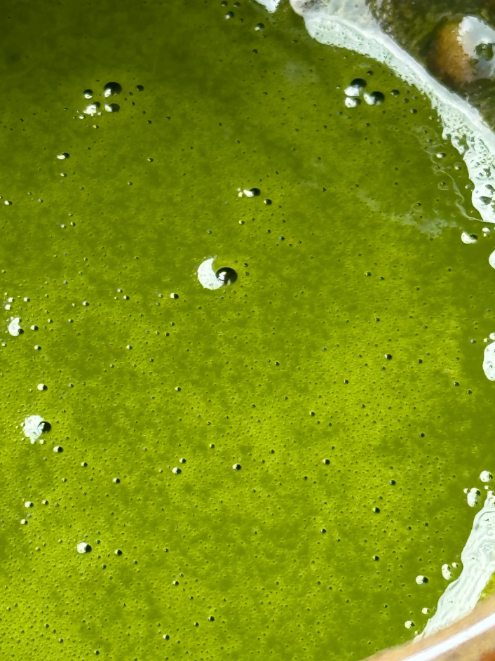 ceremonial matcha latte Kiji Switzerland 